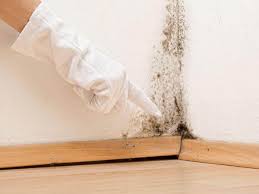 Best Mold Documentation for Insurance Claims  in Largo, FL